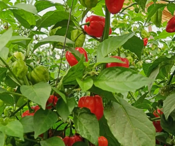 Red and green peppers growing in a greenhouse