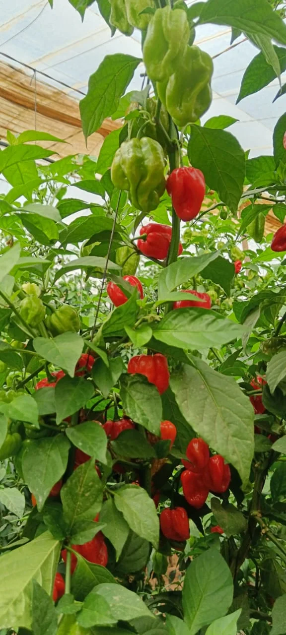 Pepper plants with red and green fruit