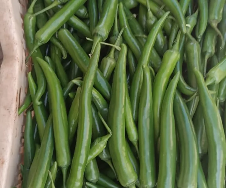 Fresh green chilli peppers in a produce crate