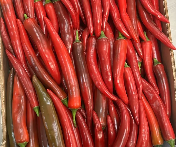 Fresh long red chilli peppers in a box