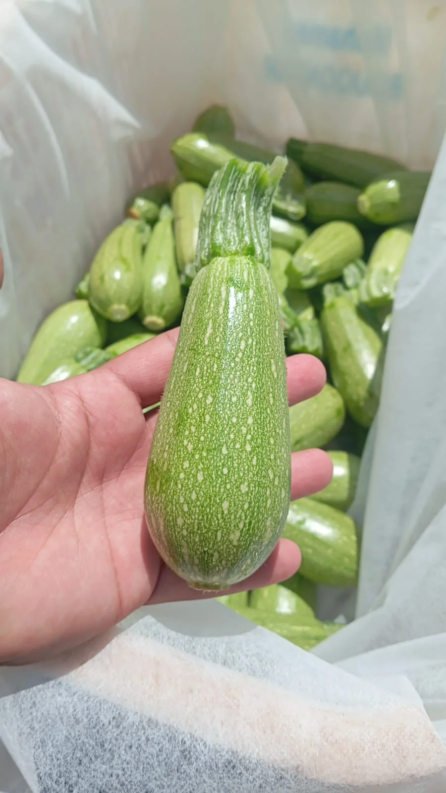Zucchini being inspected by hand