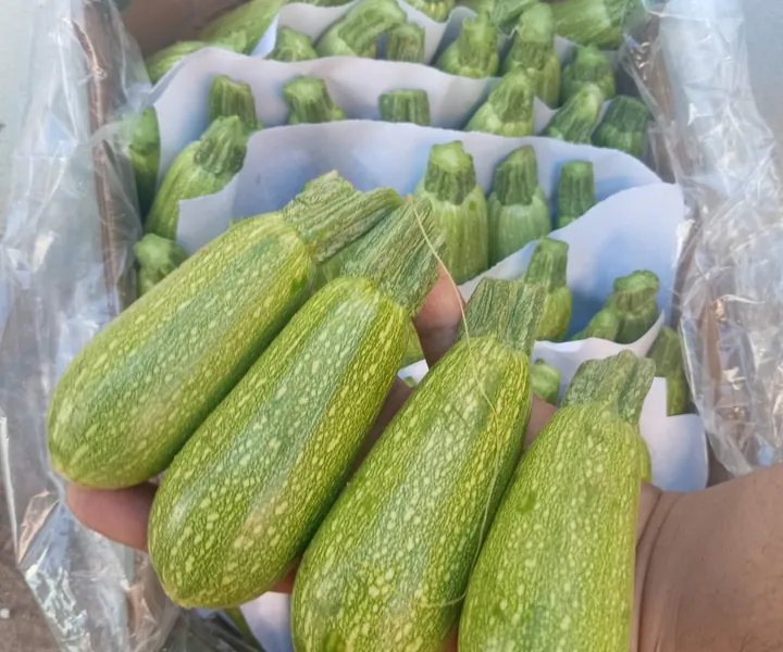 Zucchini from a local fresh produce lot
