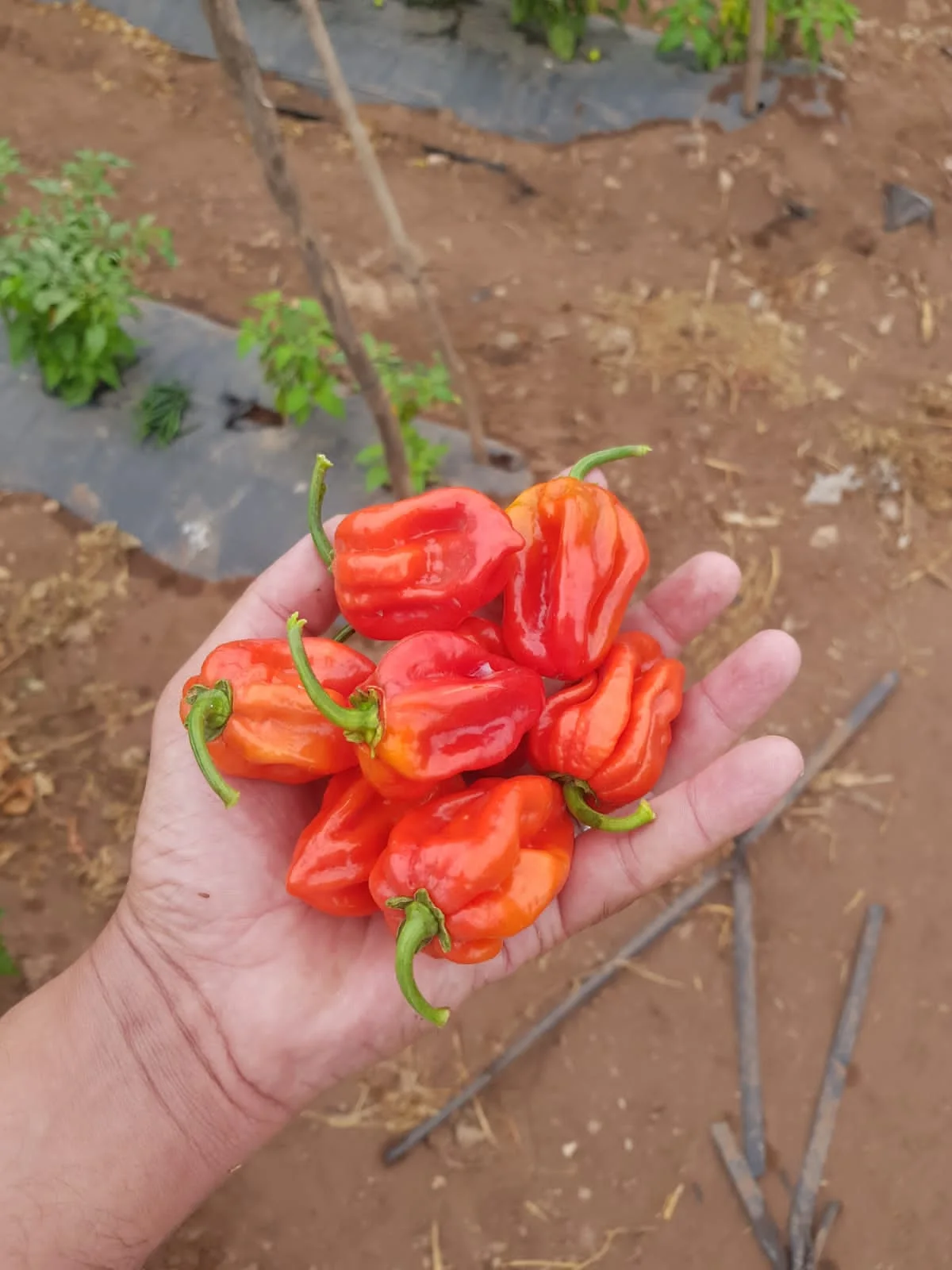 Pepper plants in the field
