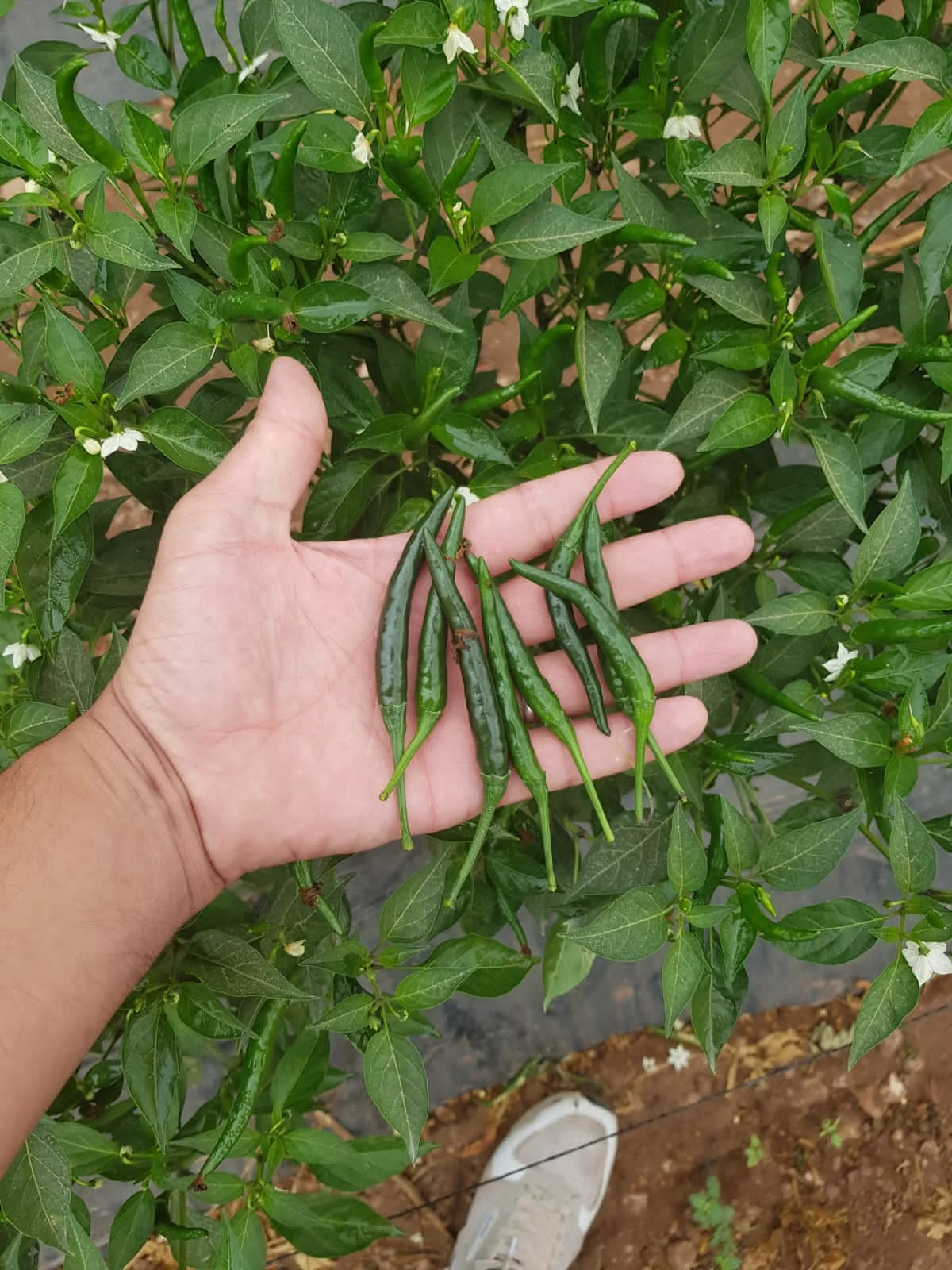 Green chilli peppers held in a field