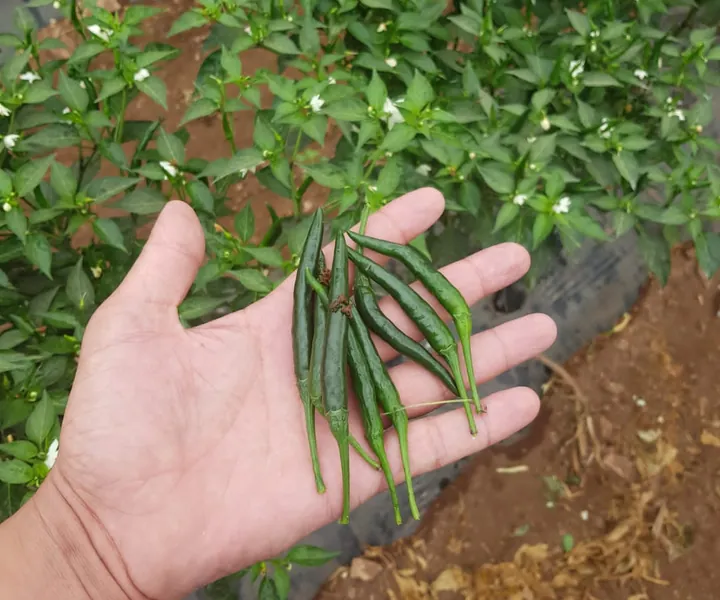 Orange peppers held in a hand in the field