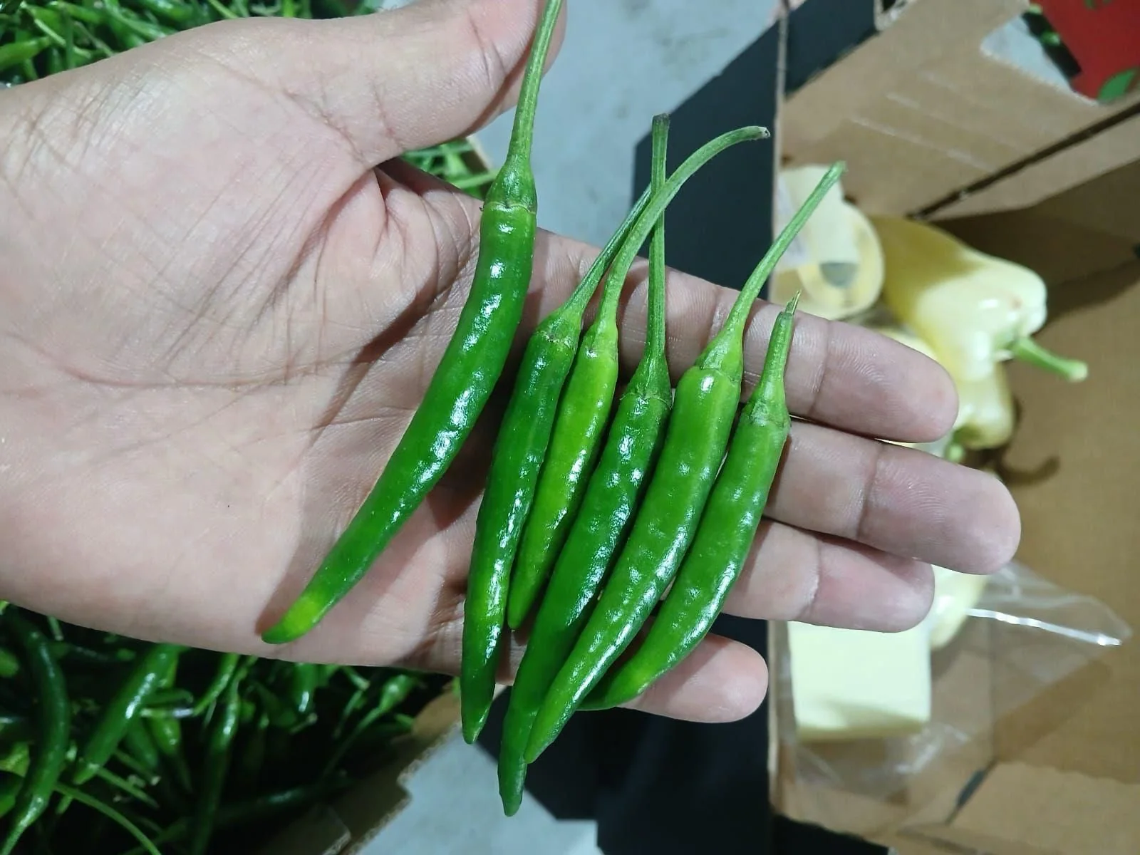Green chilli peppers held for inspection